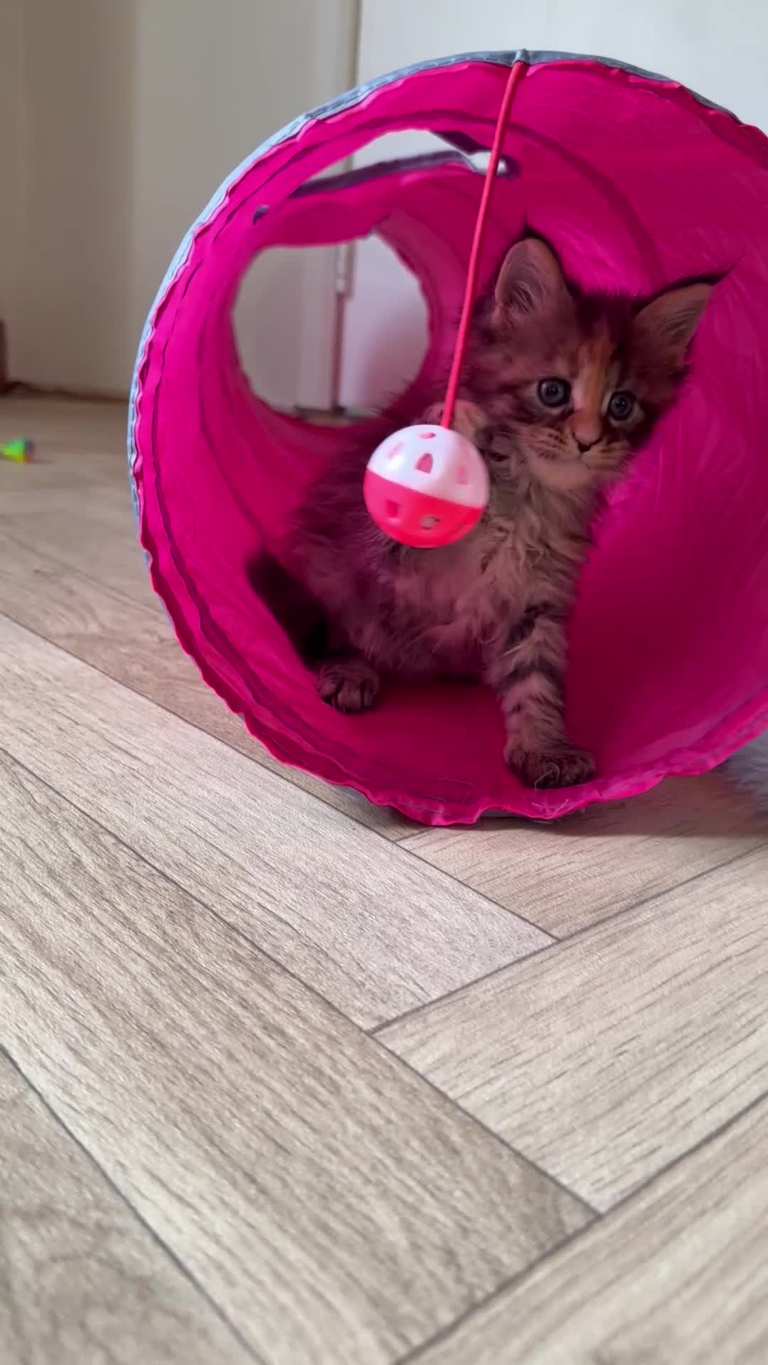 Maine Coon cats for sale: Main coon kittens  in Cumnock - Video 1