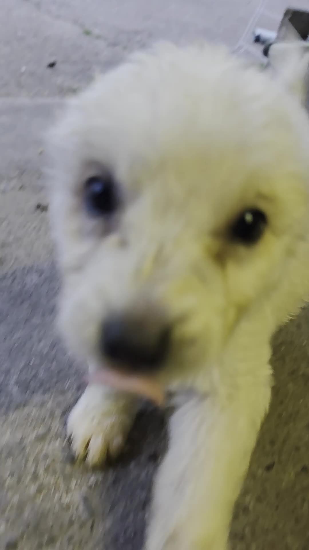 Pyrenean Mountain Dog dogs for sale: Polish tatra mountain dog - Video 1