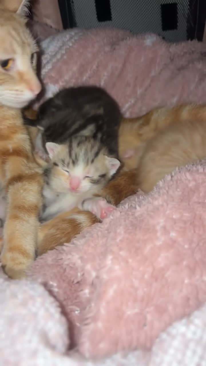 Mixed Breed cats for sale: 3 kittens available❤️ - Video 1