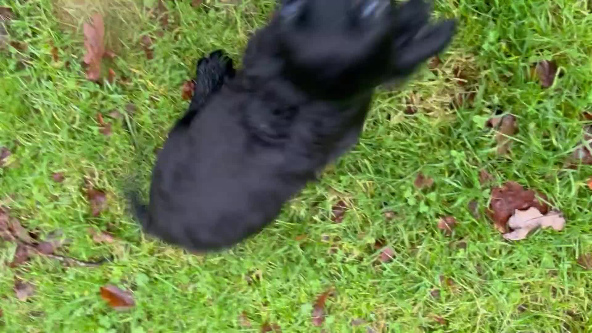 Sprocker dogs for sale: 3 Sprocker pups left!! - Video 1