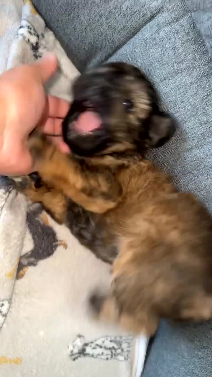 Yorkiepoo dogs for sale: Yorkiepoo - Video 1