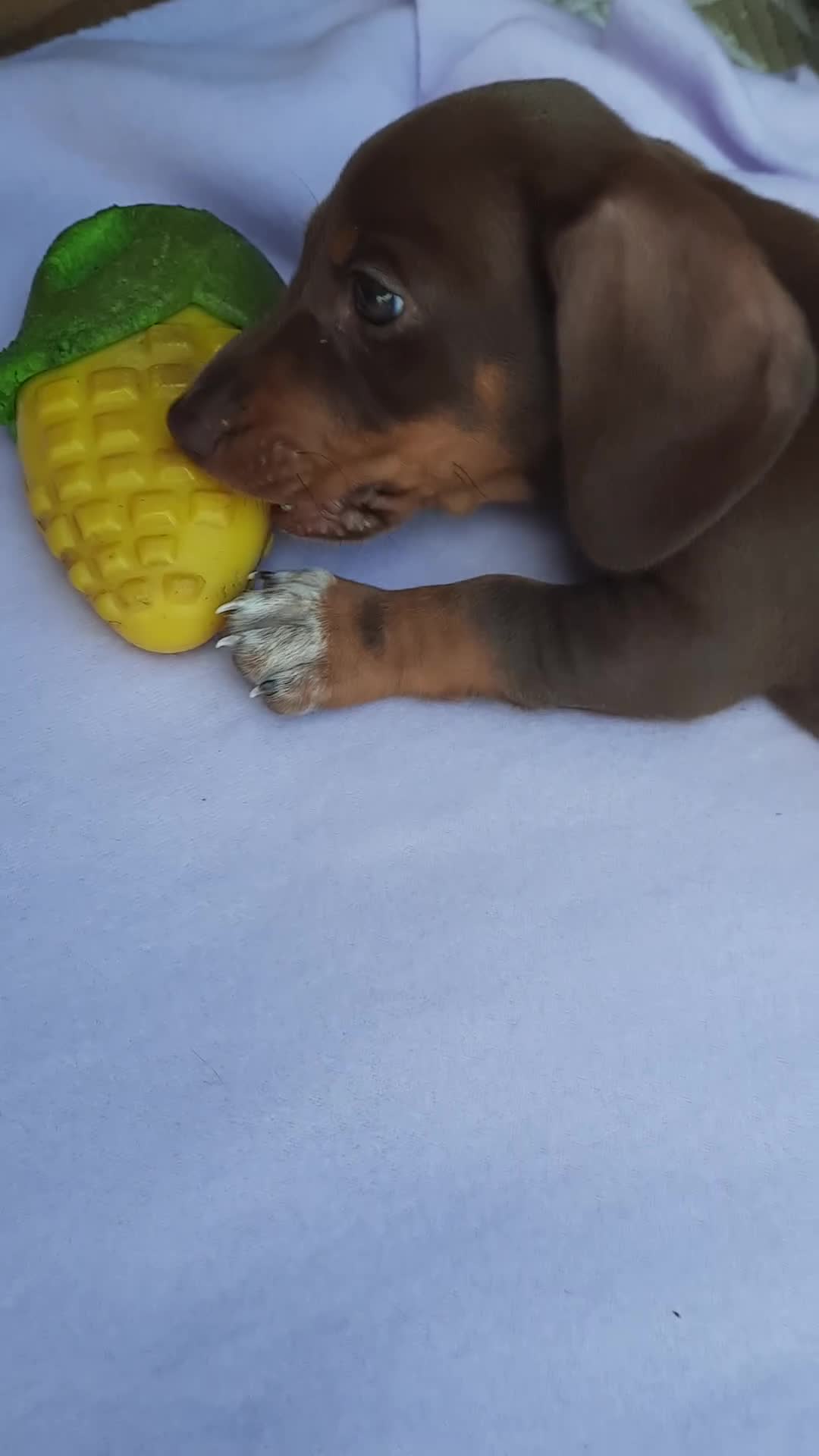 Miniature Dachshund dogs for sale: Beautiful litter of miniature dachshunds.9weeksold - Video 1
