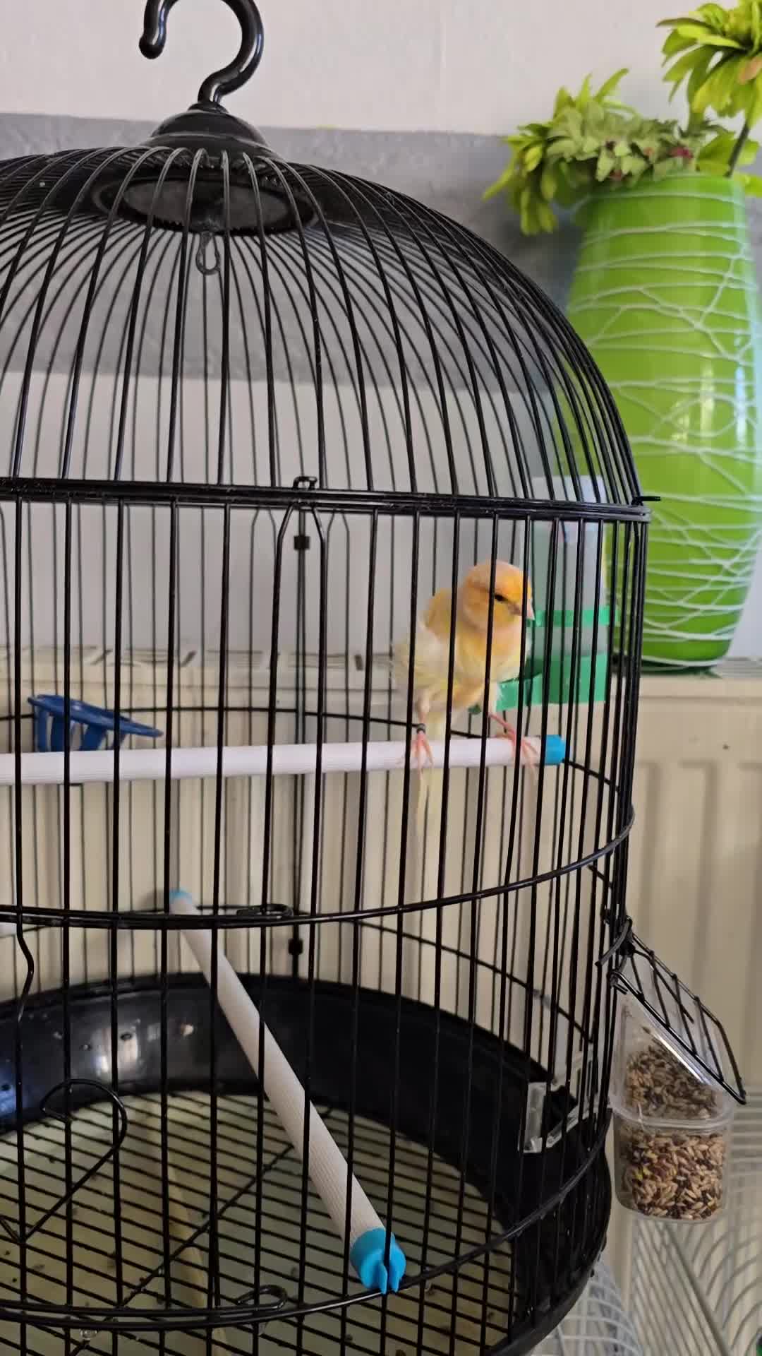 Canaries birds for sale: Lovely Cannary and budgie for sale - Video 2
