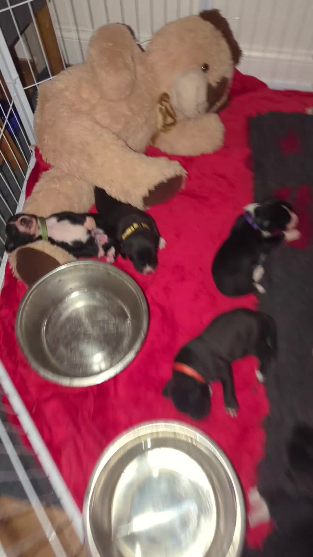 Mixed Breed dogs for sale: Bullador pups  - Video 4