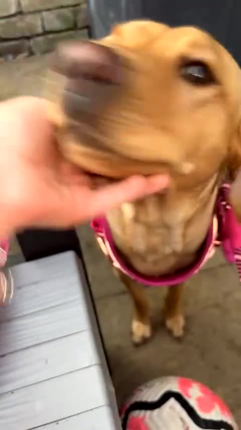 Labrador Retriever dogs for sale: Red fox Labrador - Video 4