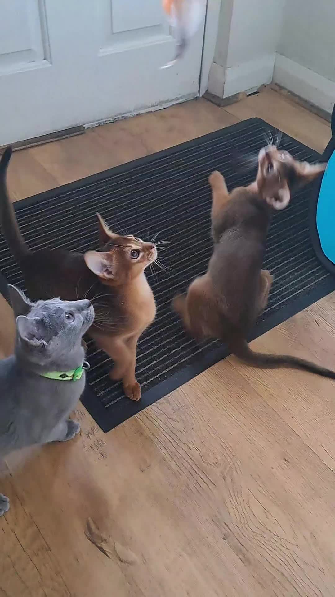 Abyssinian cats for sale: 5✨TICA Beautiful Abyssinian Kittens - Video 1