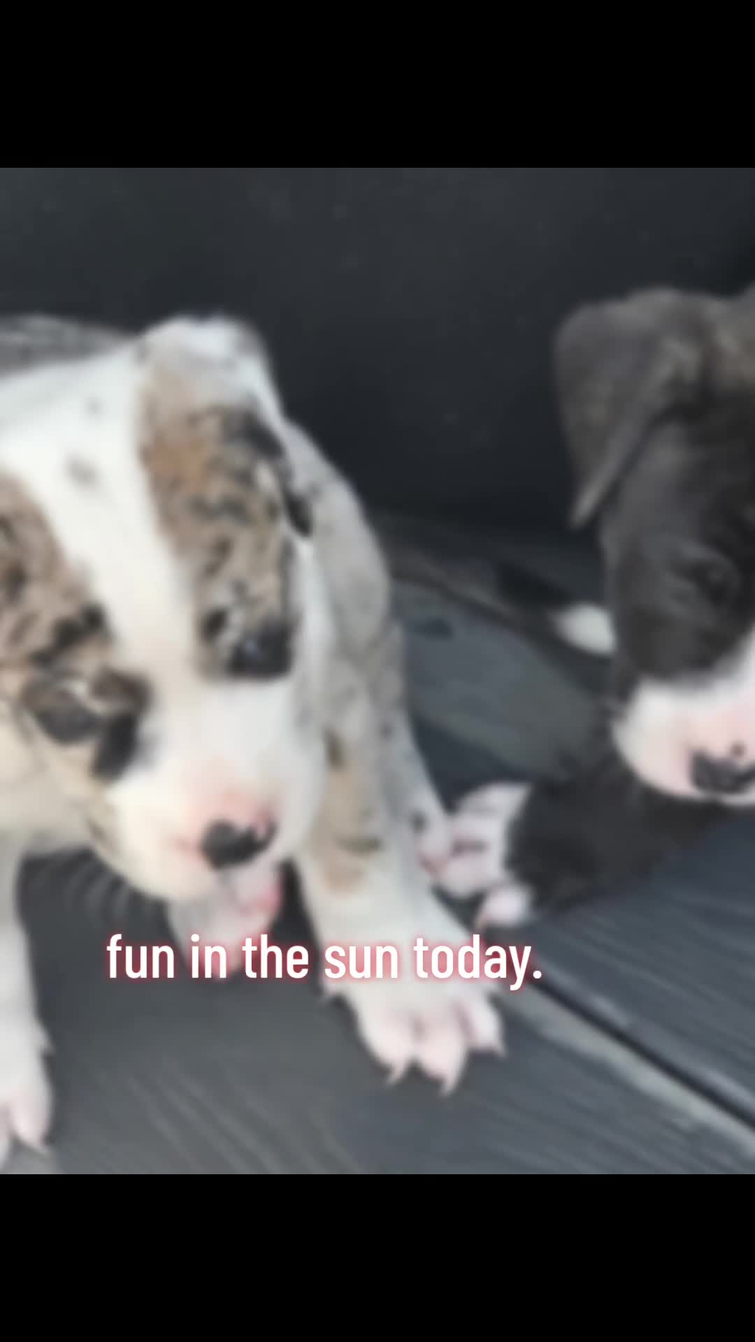 Mixed Breed dogs for sale: Border collie cross pups  - Video 2