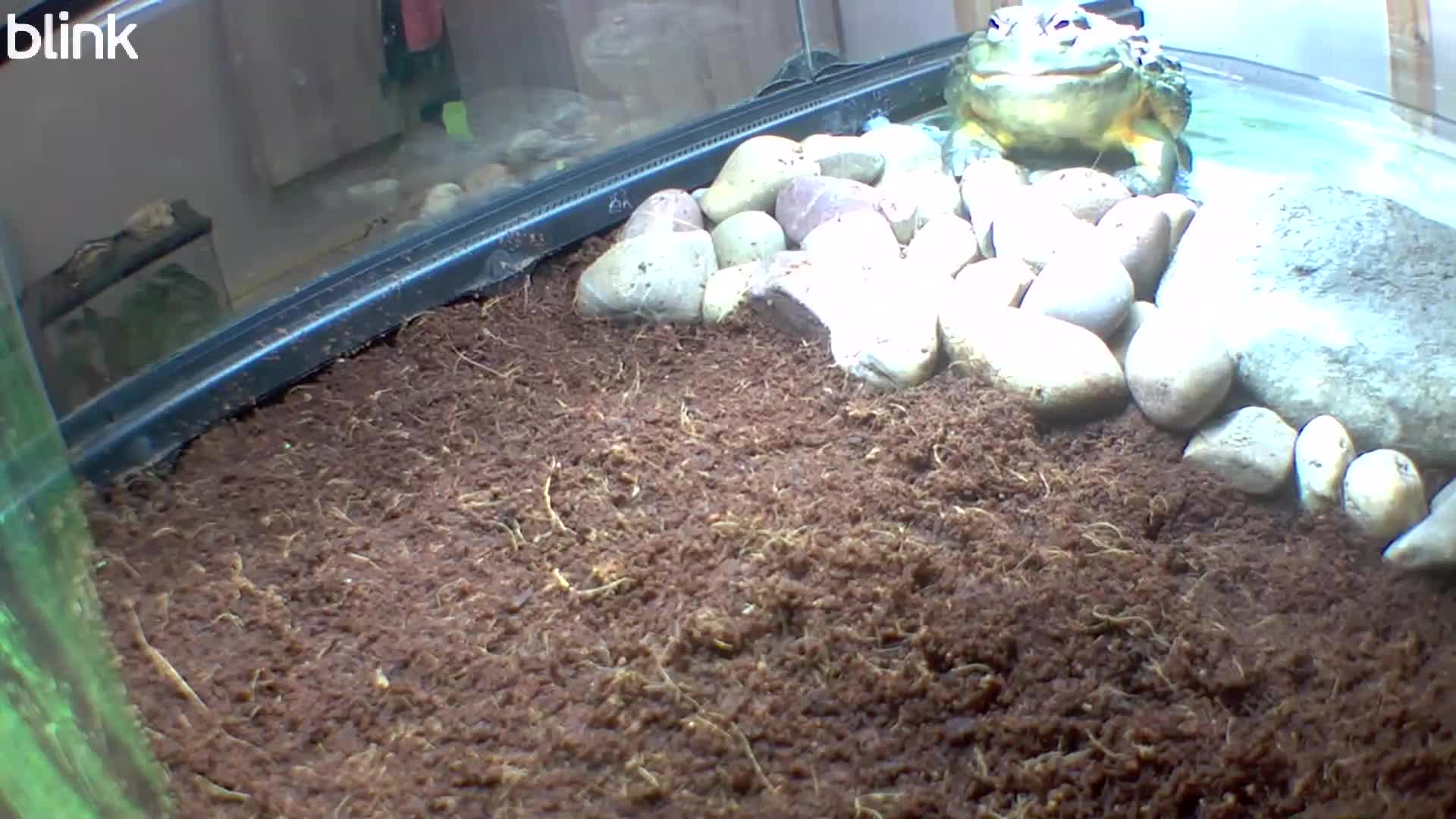 Frog reptiles for sale: Male African Bull Frog  - Video 2