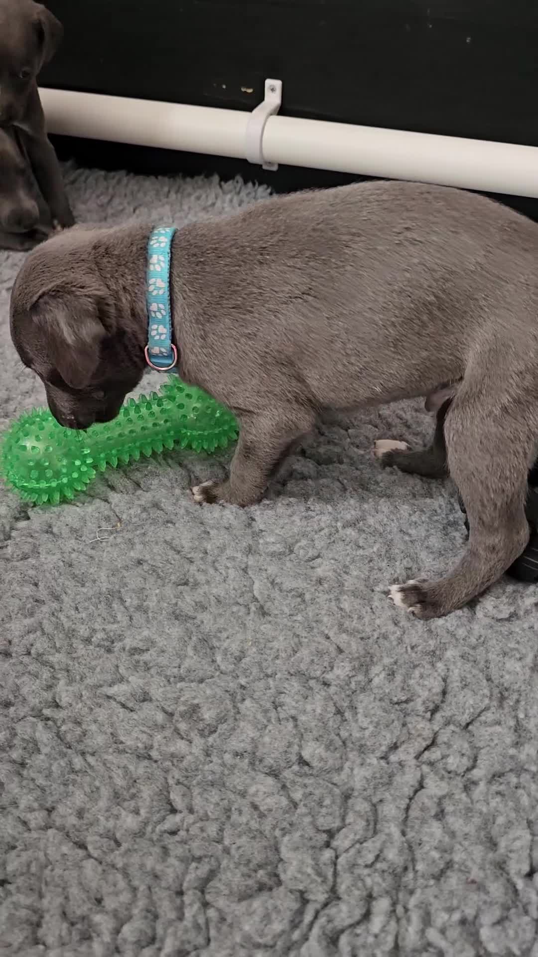 Whippet dogs for sale: excellent litter of Kc reg blue whippet puppies  - Video 5