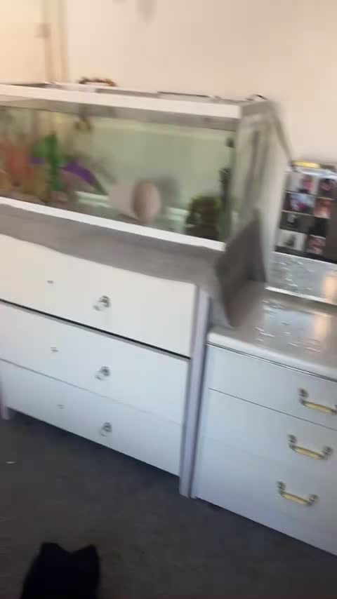 Axolotl reptiles for sale: Axolotl for sale with the tank - Video 1