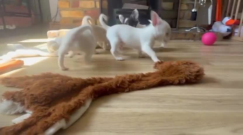 Chihuahua dogs for sale: KC Regd Chihuahua Pups parents fully health tested - Video 1