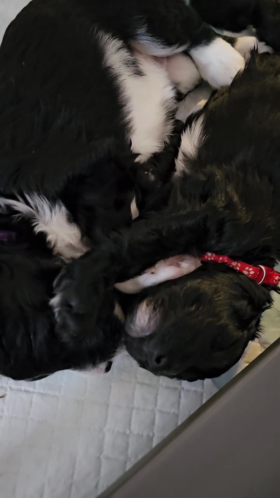 Sheepadoodle dogs for sale: F1 Sheepadoodles Ready  8th April - Video 1