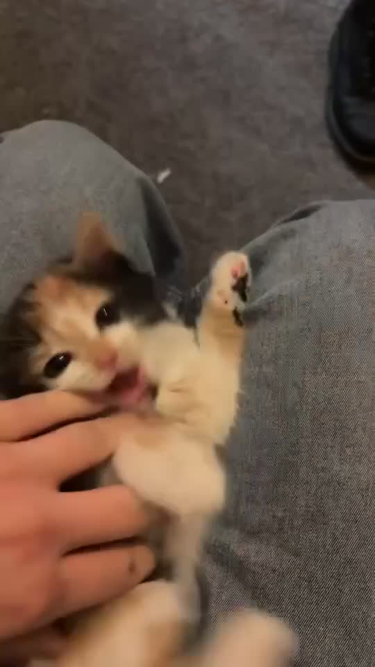 Mixed Breed cats for sale: Kitten for sale  - Video 1