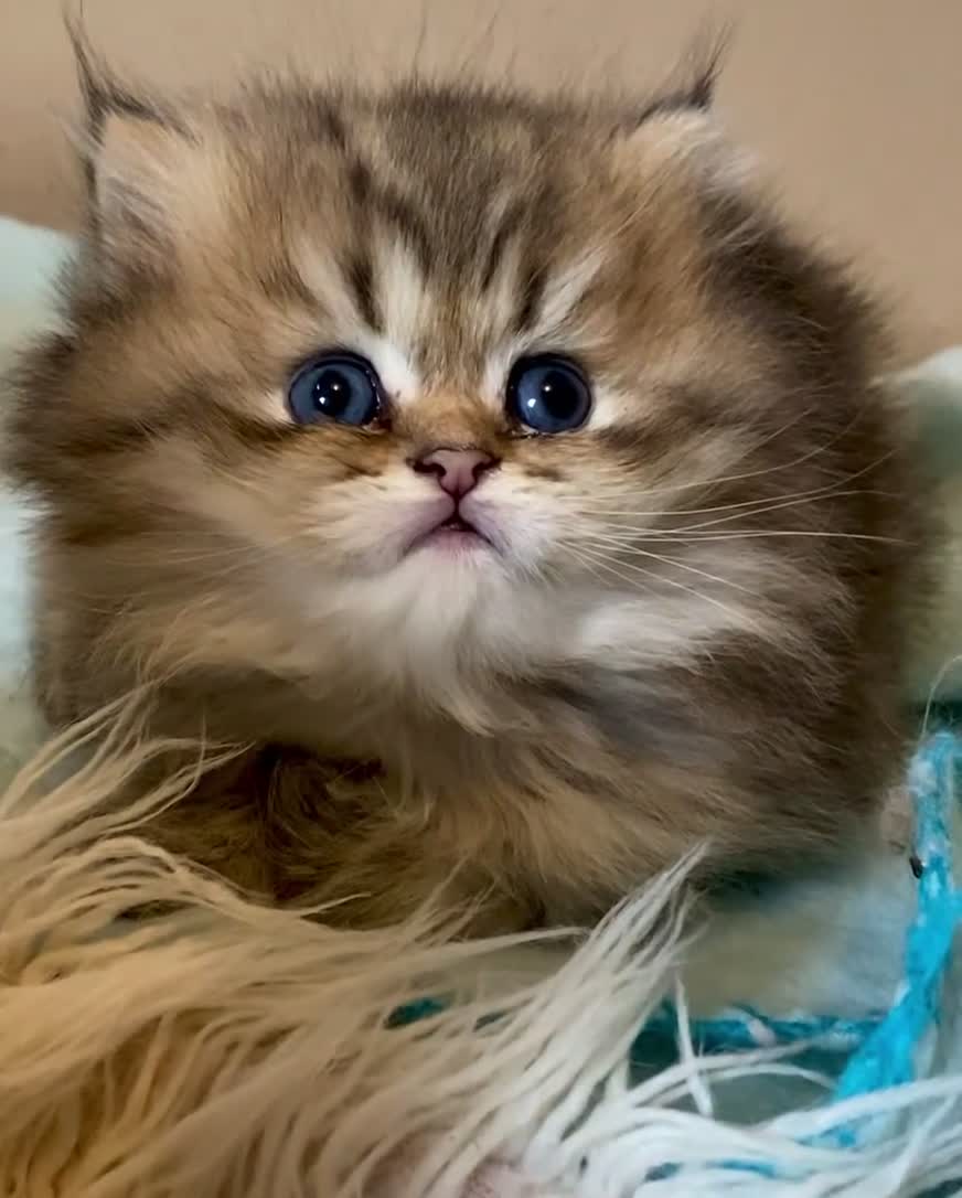 Persian cats for sale: Golden Persian chinchilla kittens  - Video 4