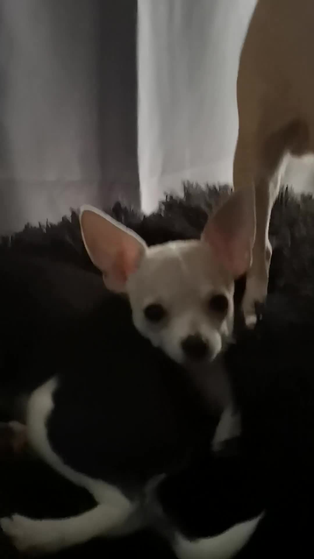 Chihuahua dogs for sale: Gorgeous tiny chibuahuas - Video 1