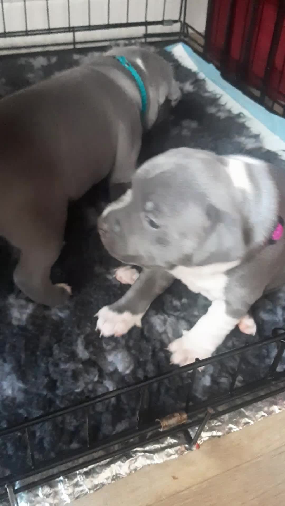 Staffordshire Bull Terrier dogs for sale: Pedigree Blue Staffordshire Bull Terrier Puppies in Wellingborough - Video 3