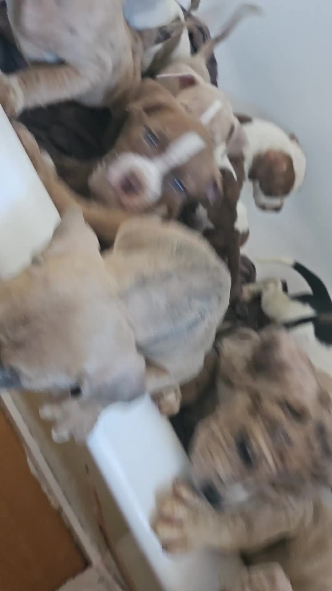 American Bully dogs for sale: American bully  - Video 1