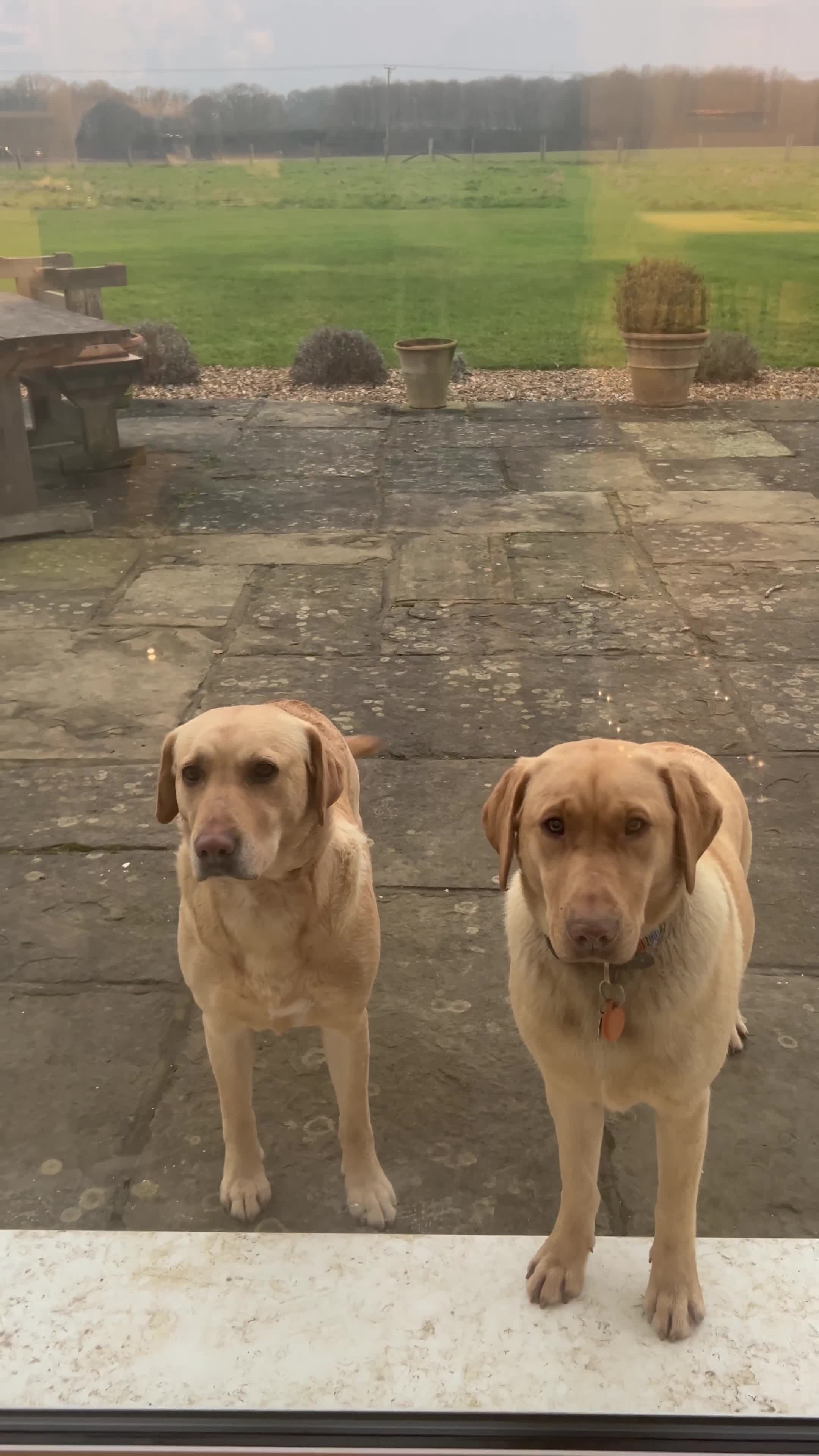 Labrador Retriever dogs for sale: Labrador  - Video 2