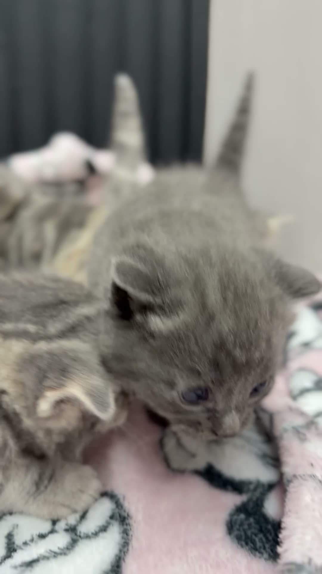 British Shorthair cats for sale: 🐾 Five Beautiful British Shorthair Kittens 💕 - Video 2