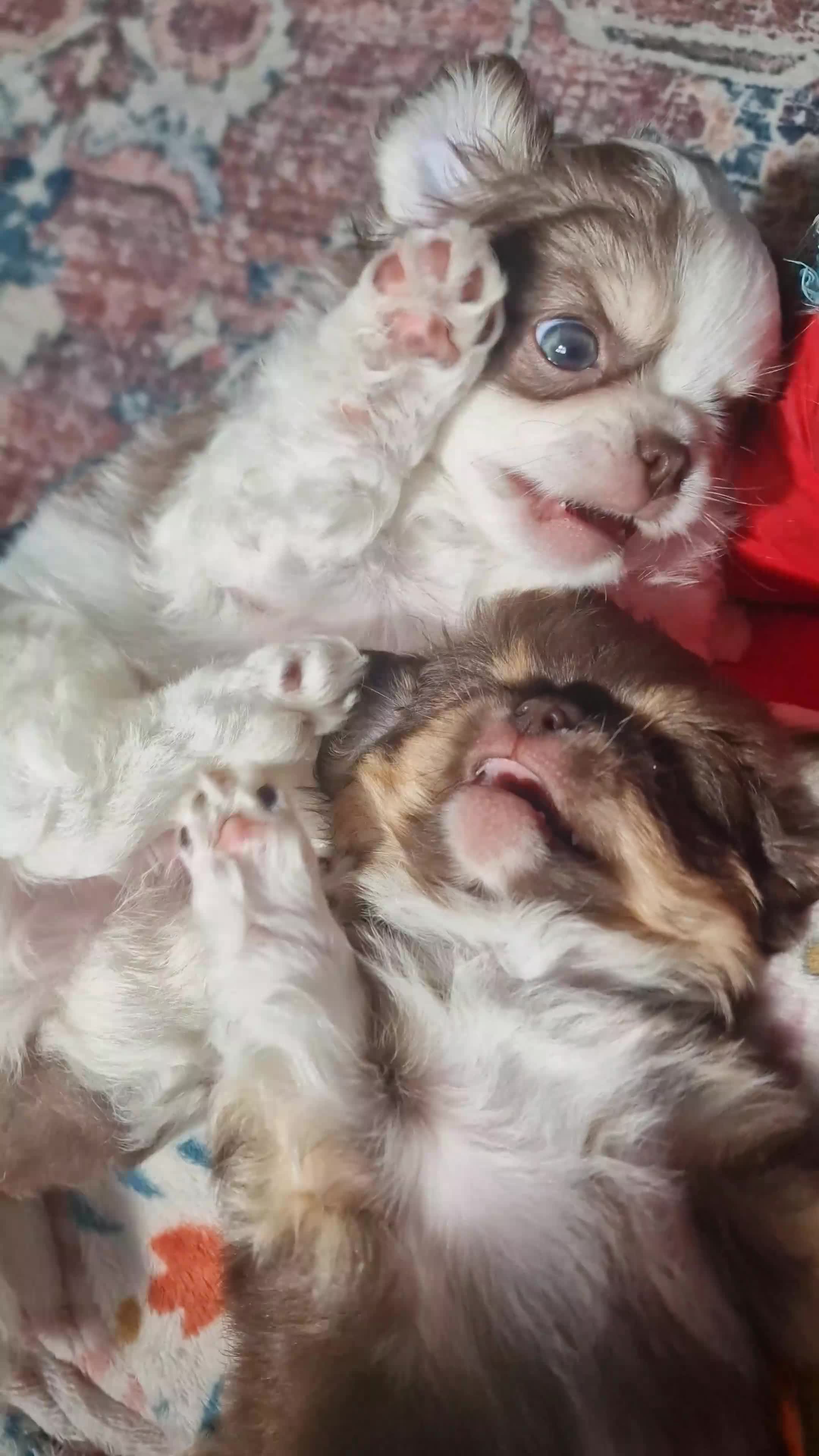 Chihuahua dogs for sale: 💪❤️VET CHECKED❤️💪READY 16th Sep💪❤️ KC CHI pups  - Video 2