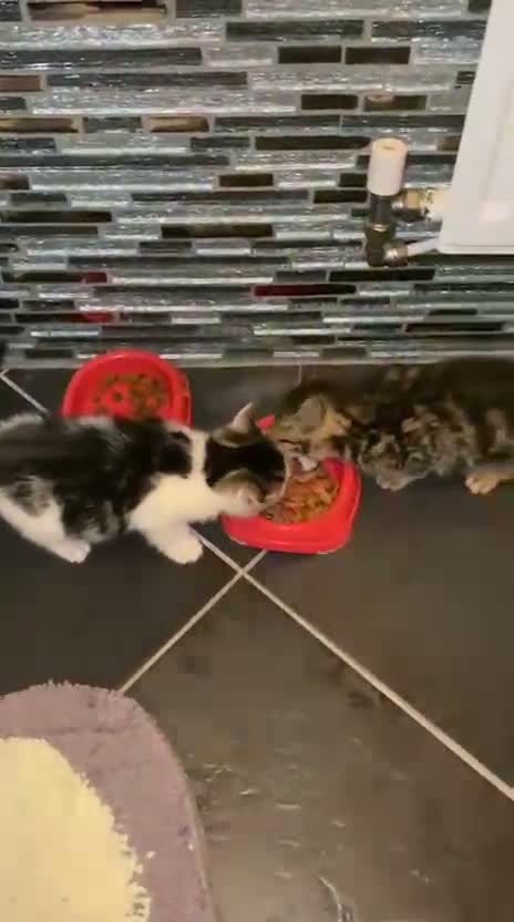 Mixed Breed cats for sale: Two beautiful kittens - Video 1