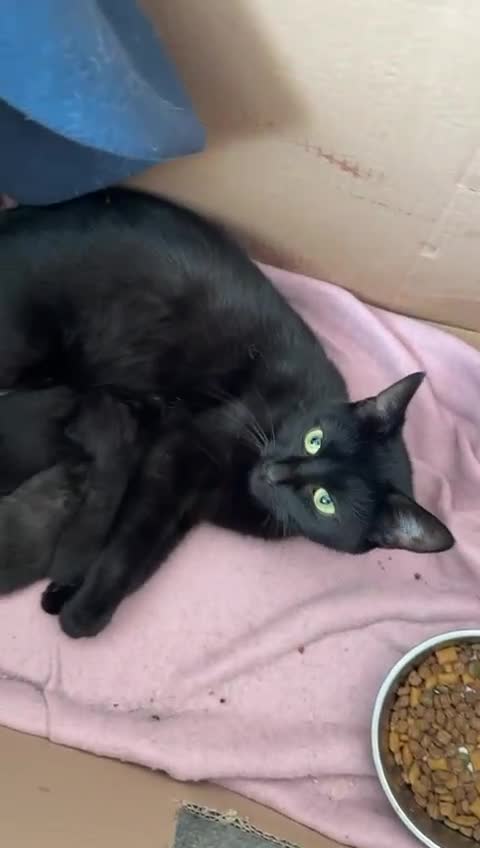 Mixed Breed cats for sale: 2 black kittens  - Video 1
