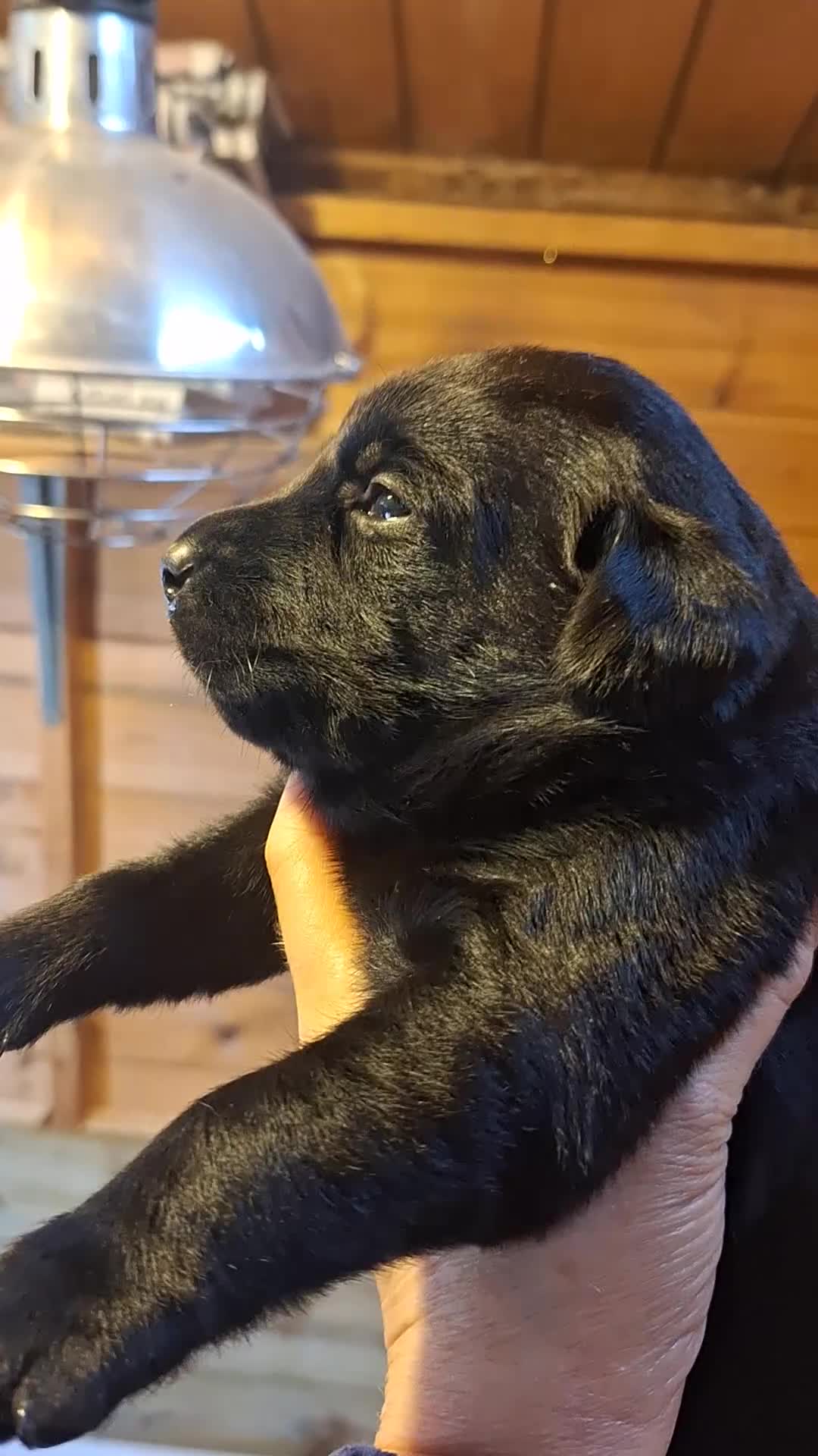 Labrador Retriever dogs for sale: Labrador Pups from Health Tested Parents. - Video 1
