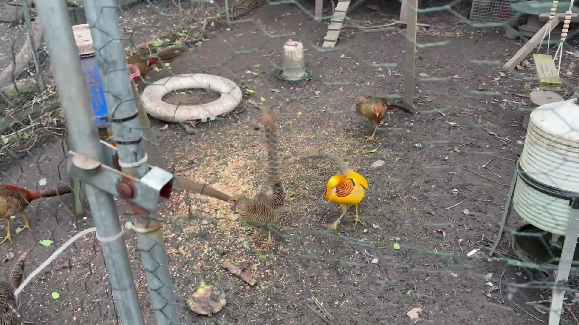 Mixed Breed birds for sale: Golden Pheasant Cockerels  - Video 1