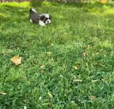 Shih Tzu dogs for sale: Cute male and female shih tzu puppies available - Video 1