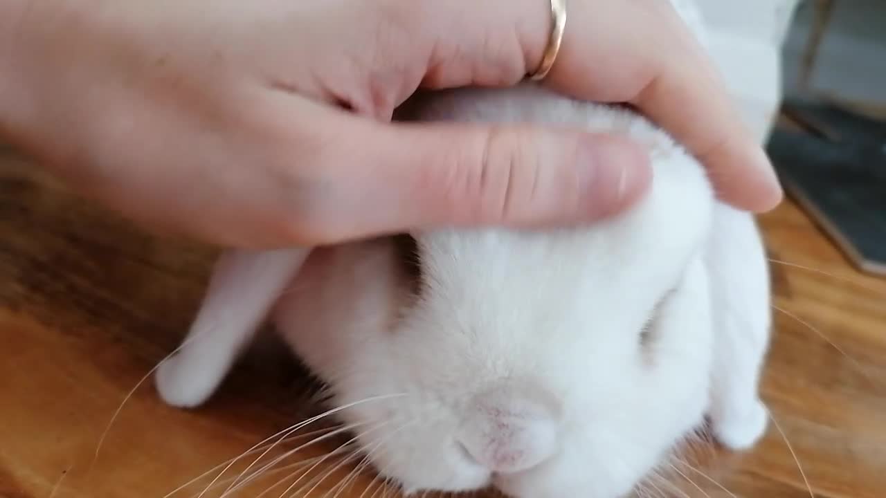 Mini Lop rabbits for sale: Very Friendly Mini Lops, perfect family pet - Video 2