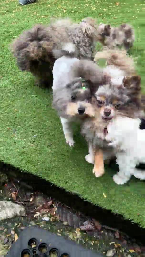 Toy Poodle dogs for stud: 7.5inch Toy HEALTH TESTED ASIAN IMPORT in Guildford - Video 2