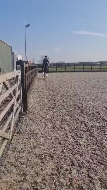 American Standardbred horses for sale: Beautiful 14.2 Gelding - project  in Nottingham - Video 2