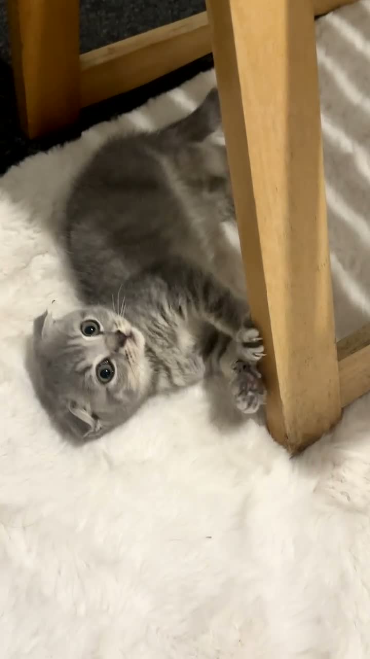 Scottish Fold cats for sale: Scottish Fold Kitten for Sale StarterPack Included - Video 3