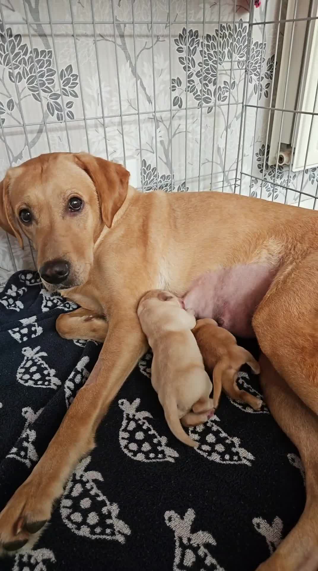 Labrador Retriever dogs for sale: Beautiful boy Labrador retriever  - Video 1