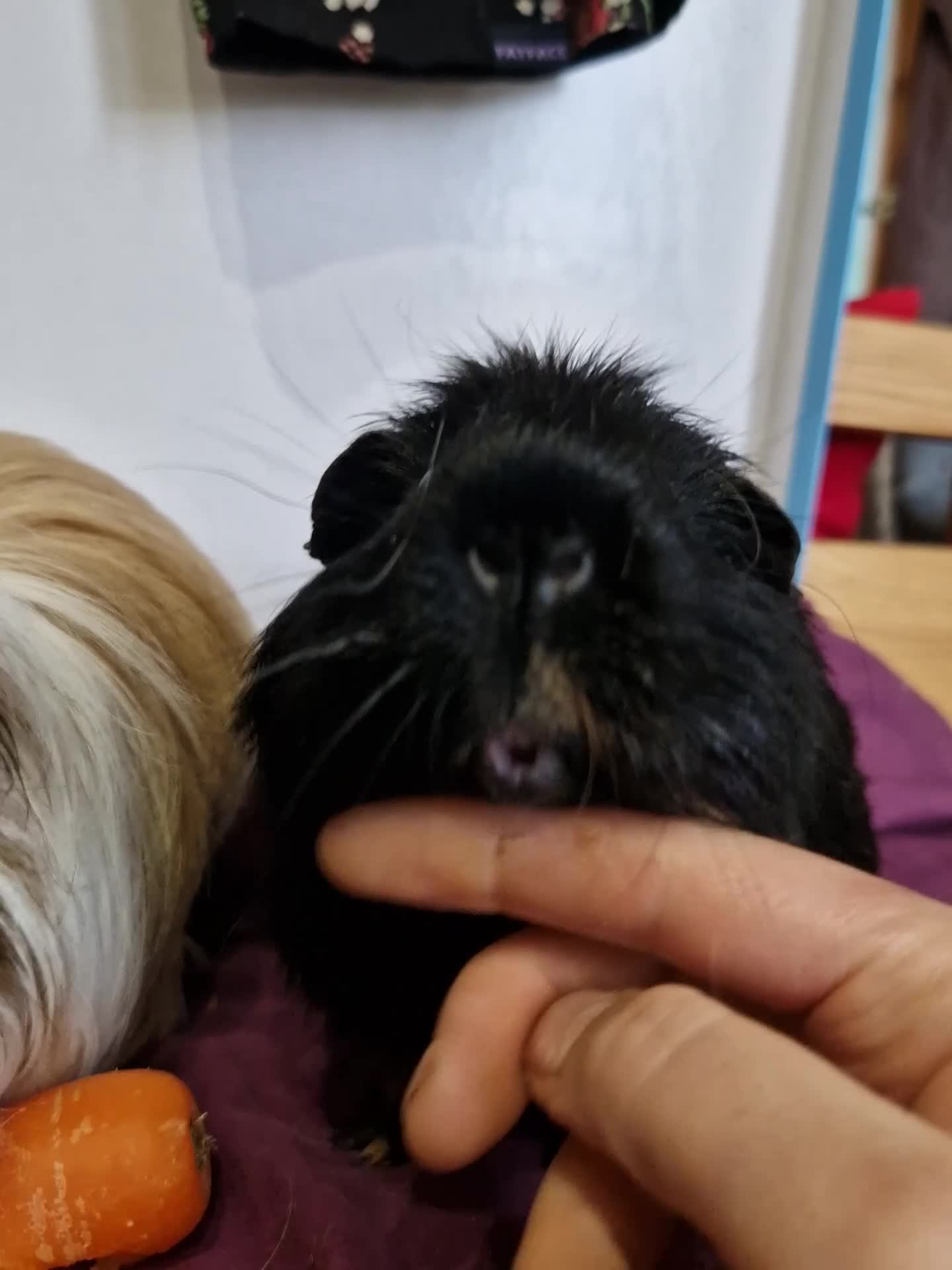 Guinea Pig rodents for sale: Smooth coat american for forever home - Video 1