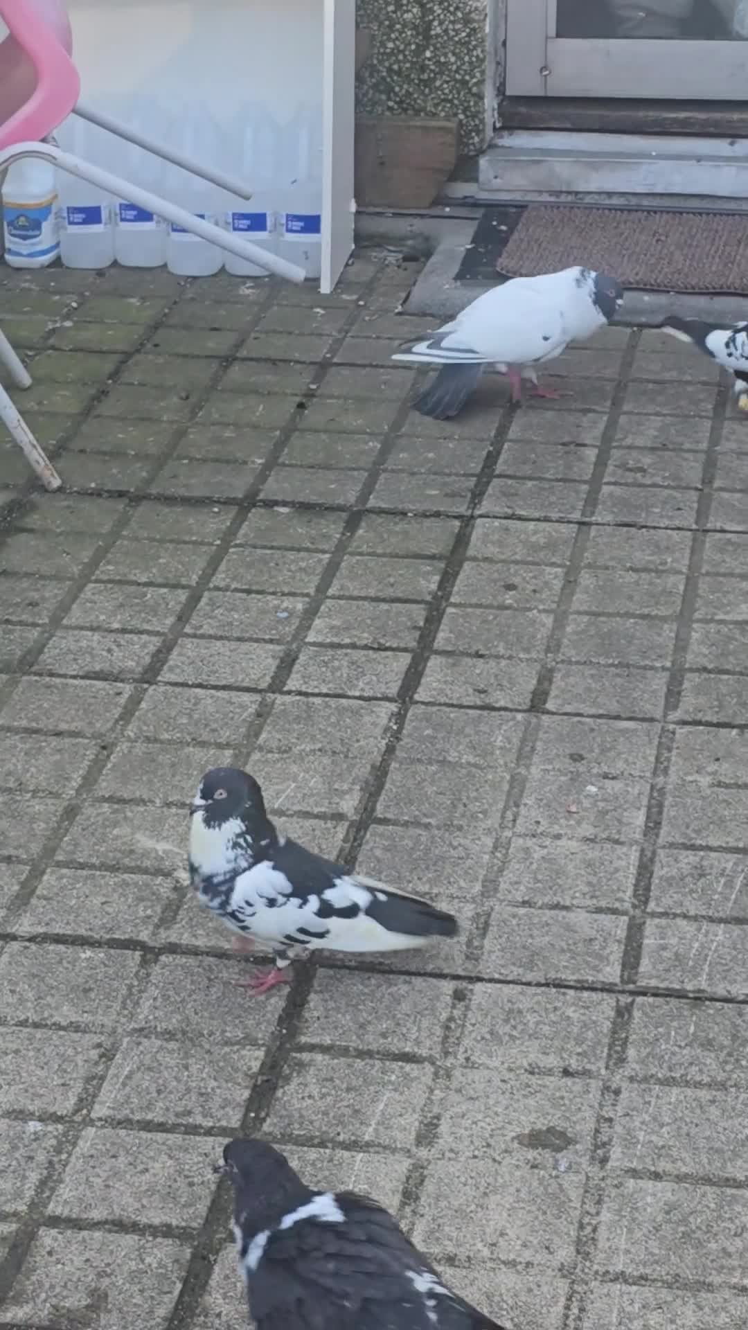 Pigeons birds for sale: Afghani pigeons for sale  - Video 2