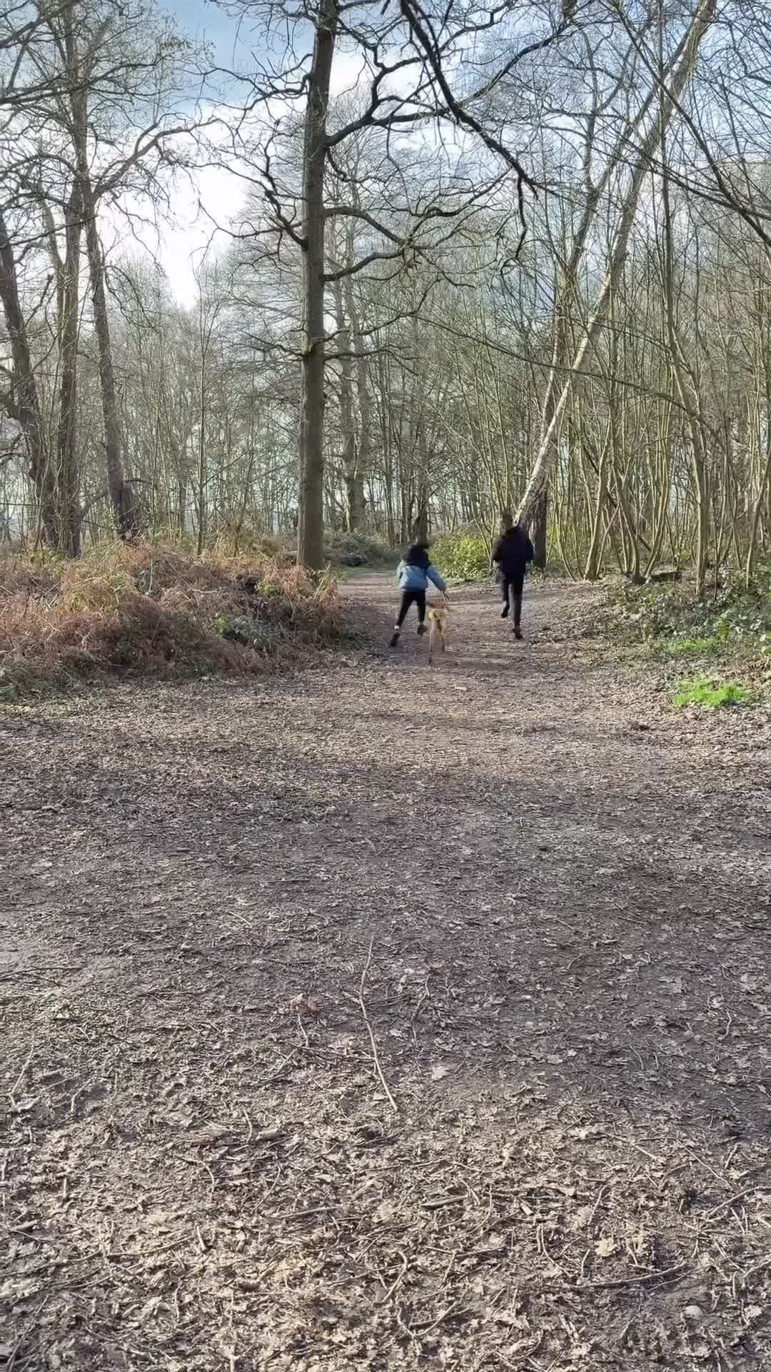 Hungarian Vizsla dogs for sale: Hungarian Vizsla Female 6 Months Old  - Video 1