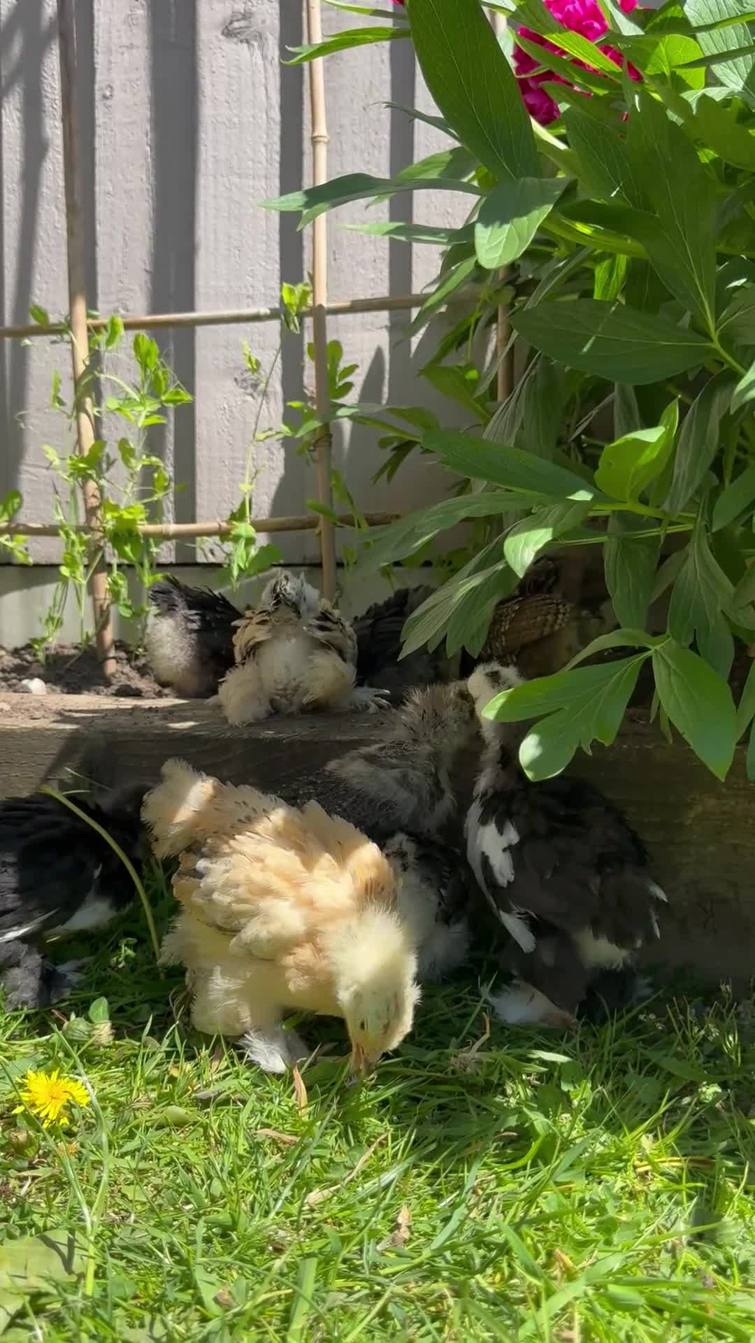 Chickens poultry for sale: Pekin Bantam Chicks  in Nottingham - Video 2