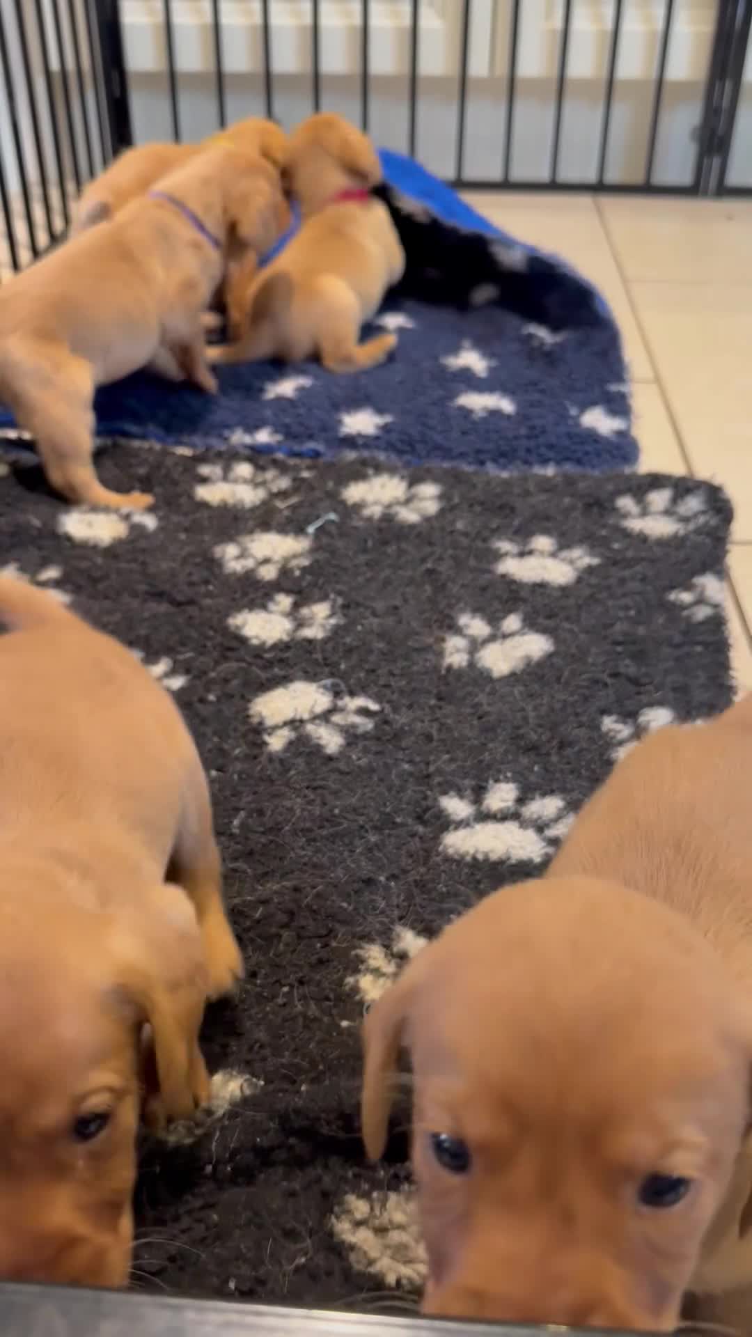 Labrador Retriever dogs for sale: Fox Red KC registered Labradors - Video 3