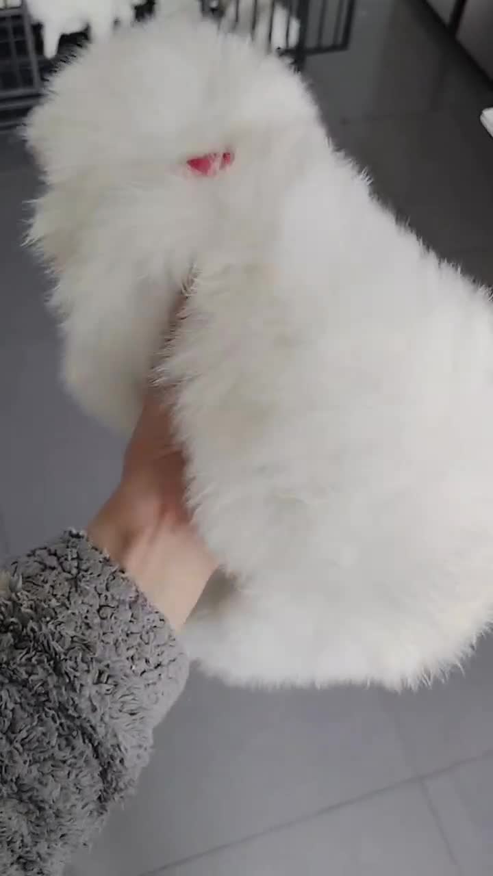 Samoyed dogs for sale: Lovely Samoyed Puppies For Sale - Video 1