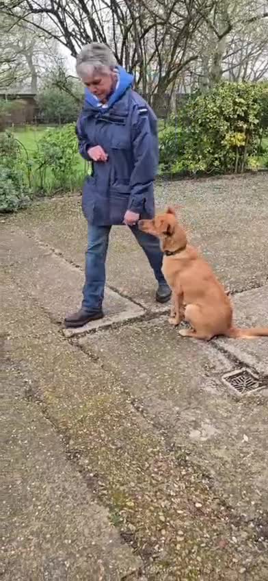 Mixed Breed dogs for adoption: Beautiful Brandy - Video 1