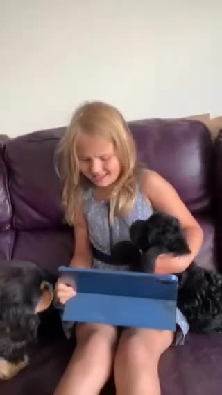 Cavapoo dogs for sale: Stunning premium F1 Cavapoos 🥰 DNR tested parents - Video 4