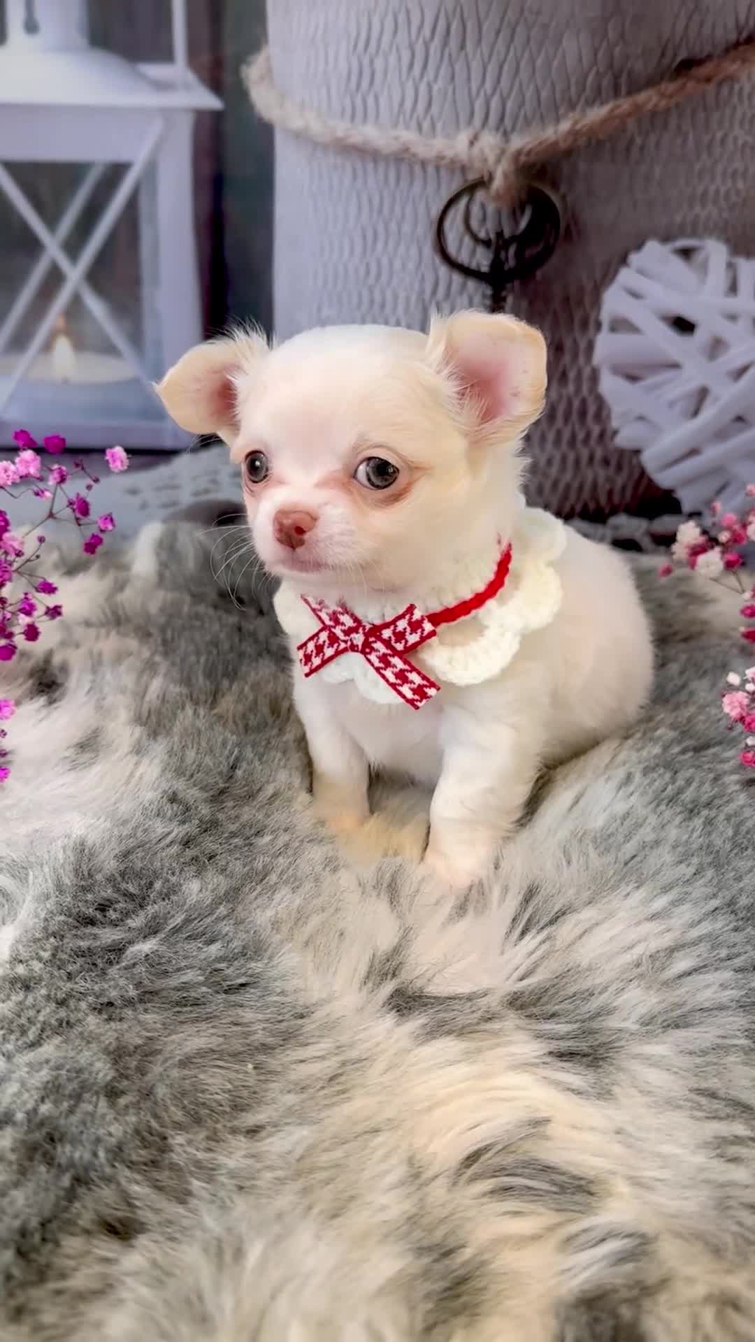 Chihuahua dogs for sale: 🤎💛Exquisite KC LC Chihuahuas🤎💛  - Video 1