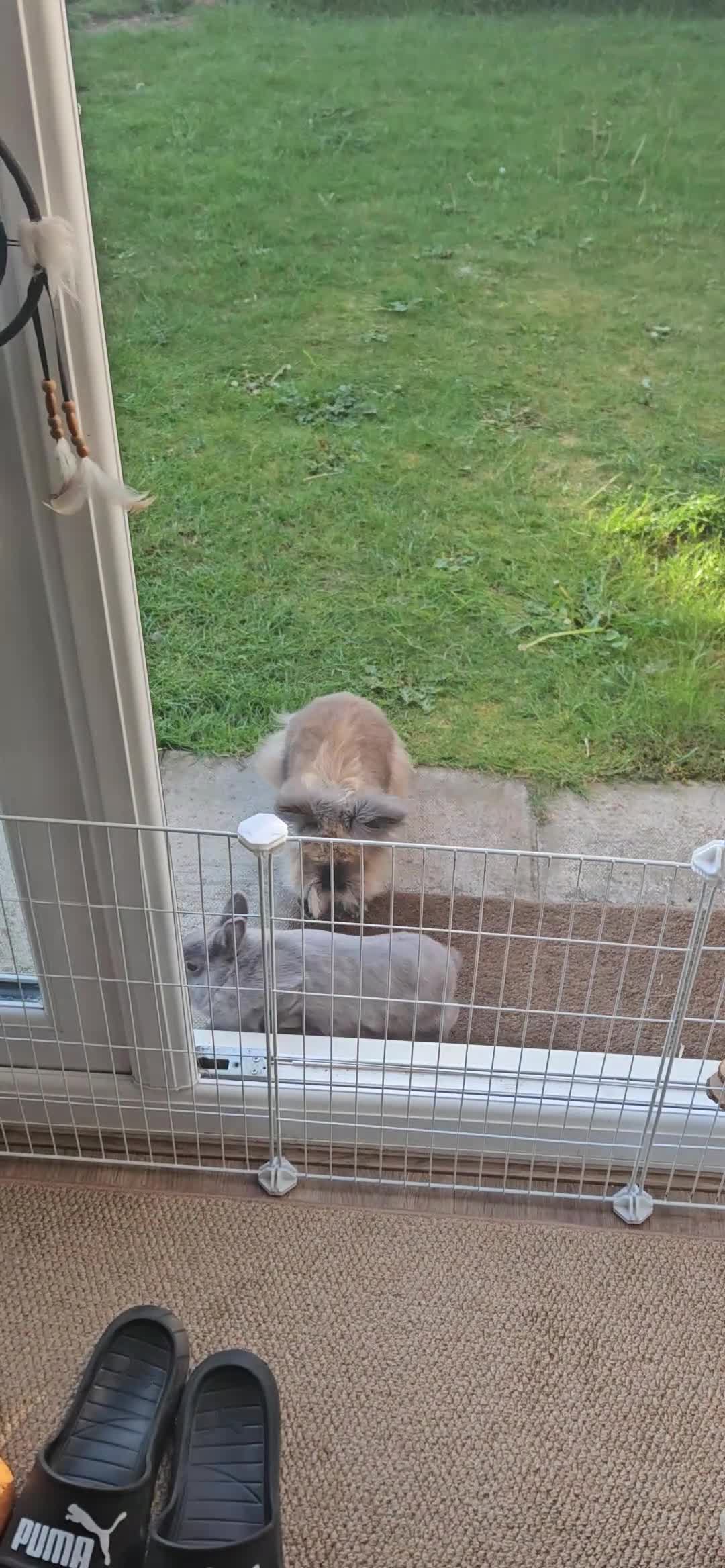 Lionhead rabbits for sale: 2 female spayed rabbits - Video 1