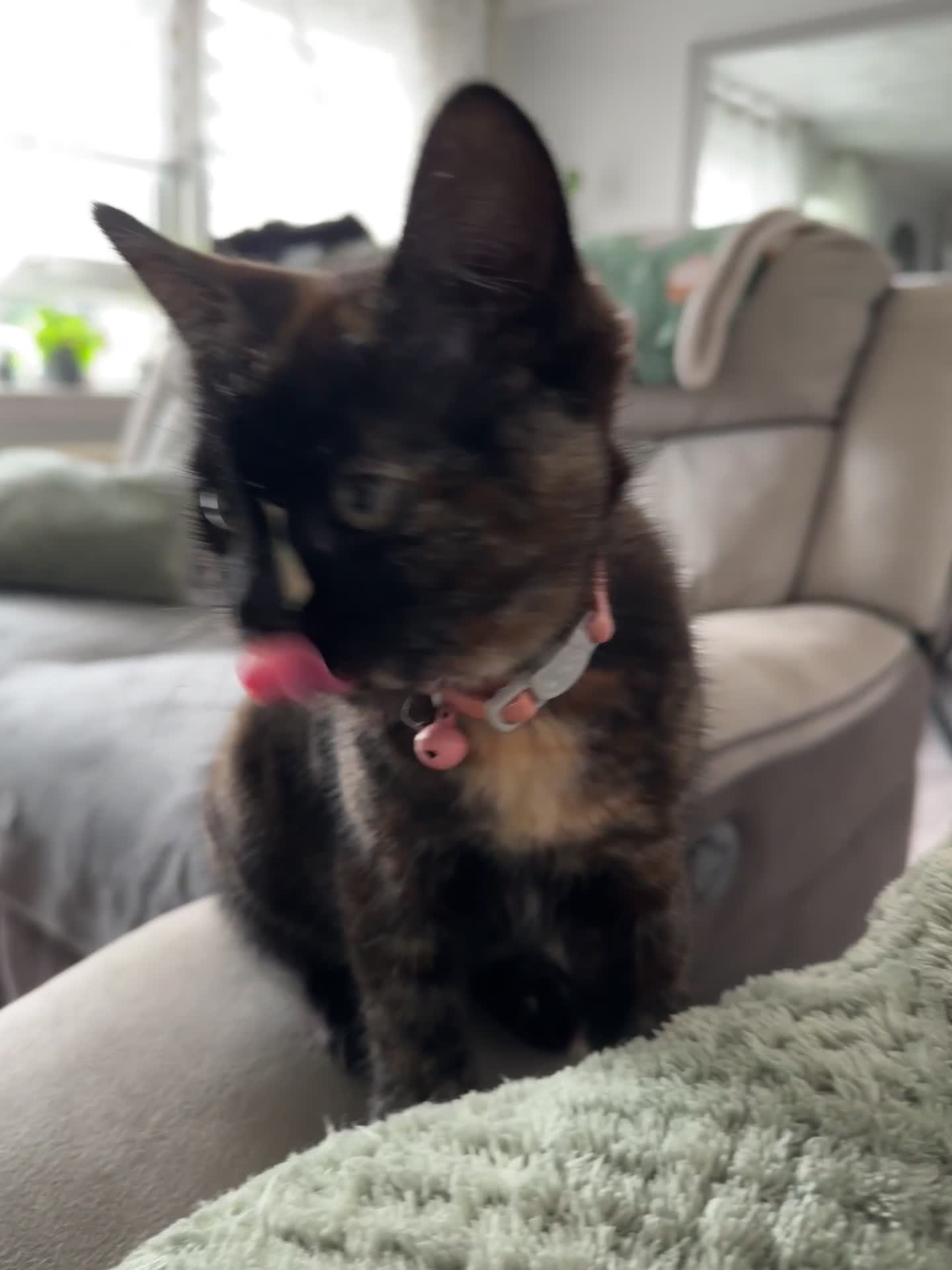 British Shorthair cats for sale: Little Tortoise Girl looking for forever home  - Video 1