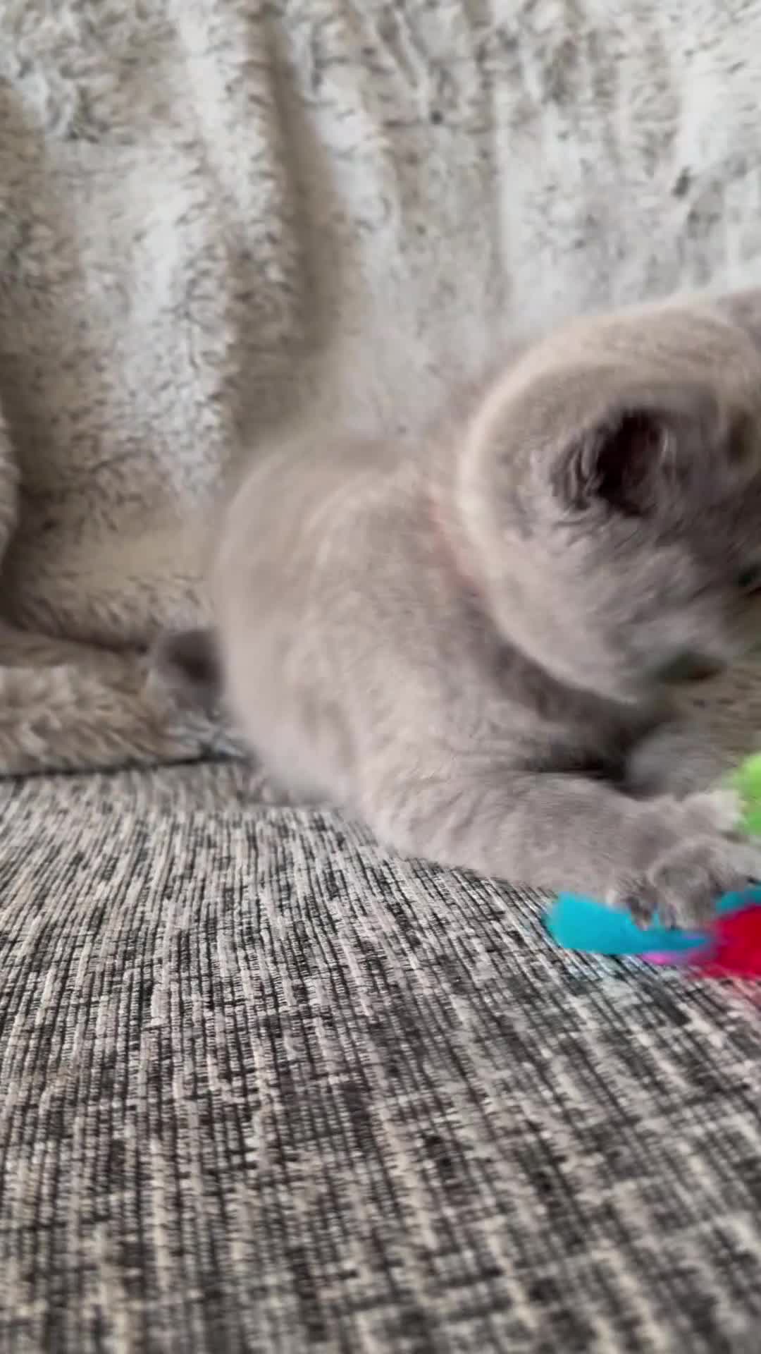Scottish Fold cats for sale: Ready Now - Beautiful Scottish Kittens - Video 1