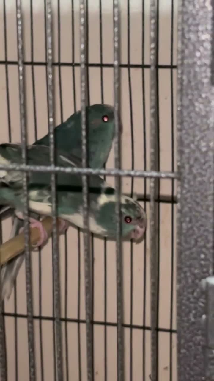 Parakeets birds for sale: Kakarikis  - Video 2