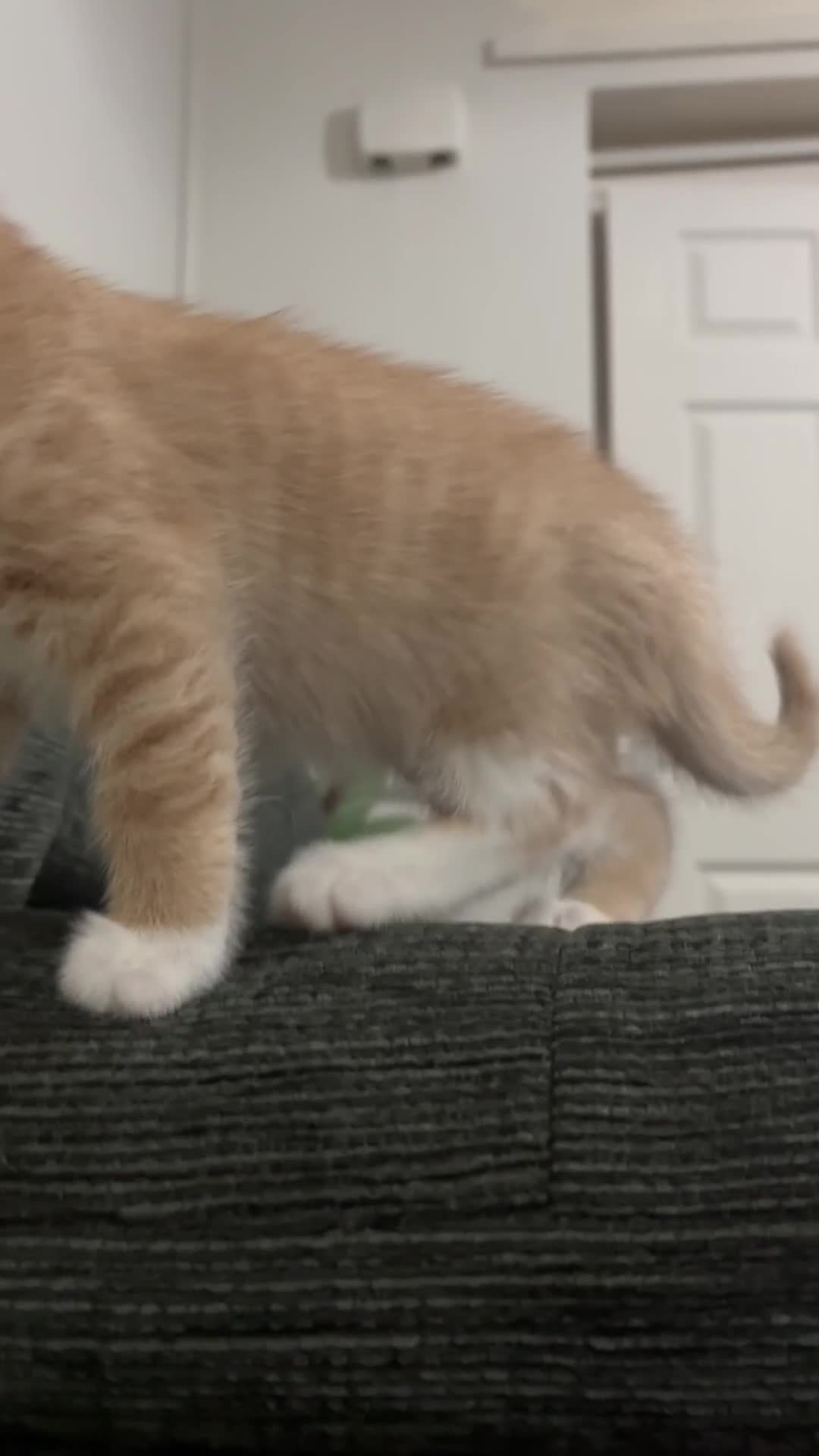 Mixed Breed cats for sale: Kittens ready this week. - Video 3