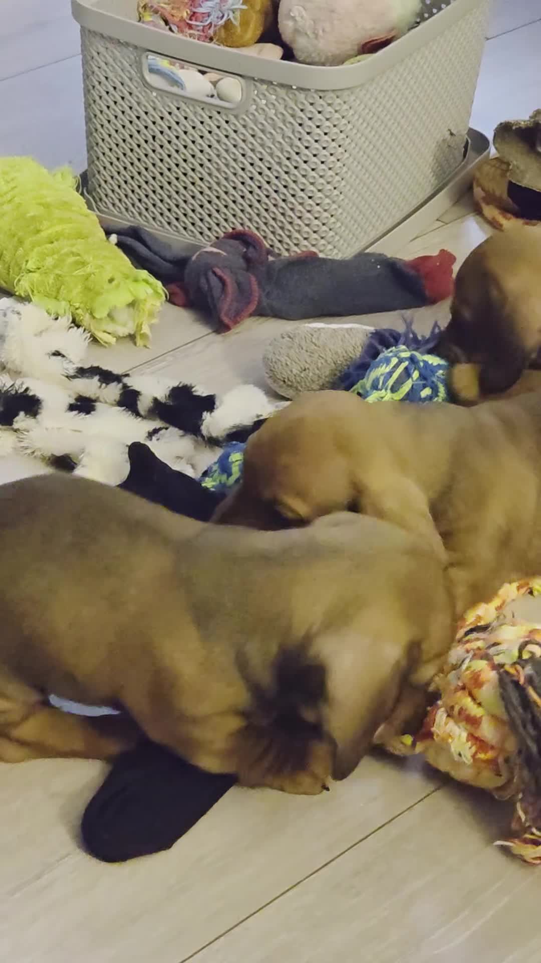 Miniature Dachshund dogs for sale: Miniture dashaunds  - Video 2