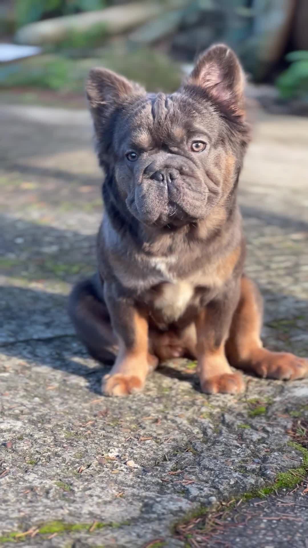 French Bulldog dogs for sale: Fluffy French bulldog🦁 - Video 2